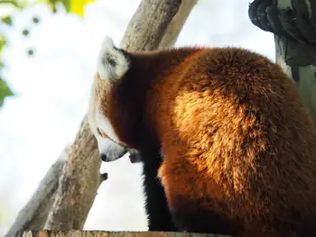 Rode panda (Ailurus fulgens) in Zooparc Overloon (Nederland)